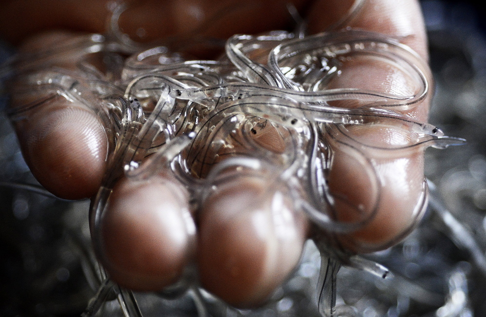 Elvers, like these at Delaware Valley Fish Co. in Portland, were second only to lobster as Maine’s most profitable fishery in 2013. But the fishery’s $8.4 million yield last year pushed it to fourth place behind lobsters, soft-shell clams and herring.