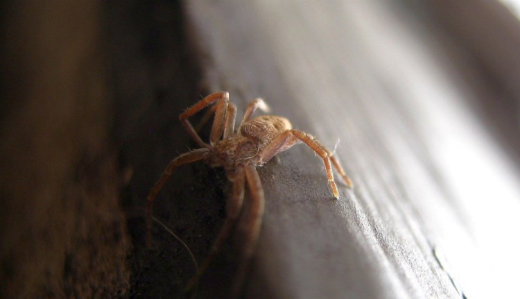 A running crab spider, who was probably active all winter, stretches out in the new March sunshine in Troy.