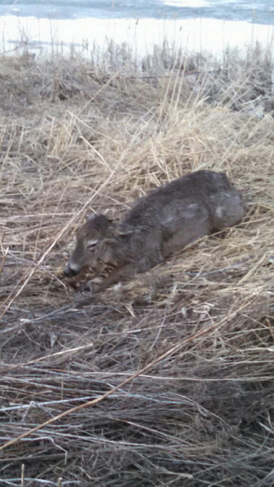 A disoriented deer that was rescued from Weymouth Pond in St. Albans Wednesday, apparently after being hit by a motor vehicle, was put down Thursday by a state game warden who determined that it was too hurt to survive.