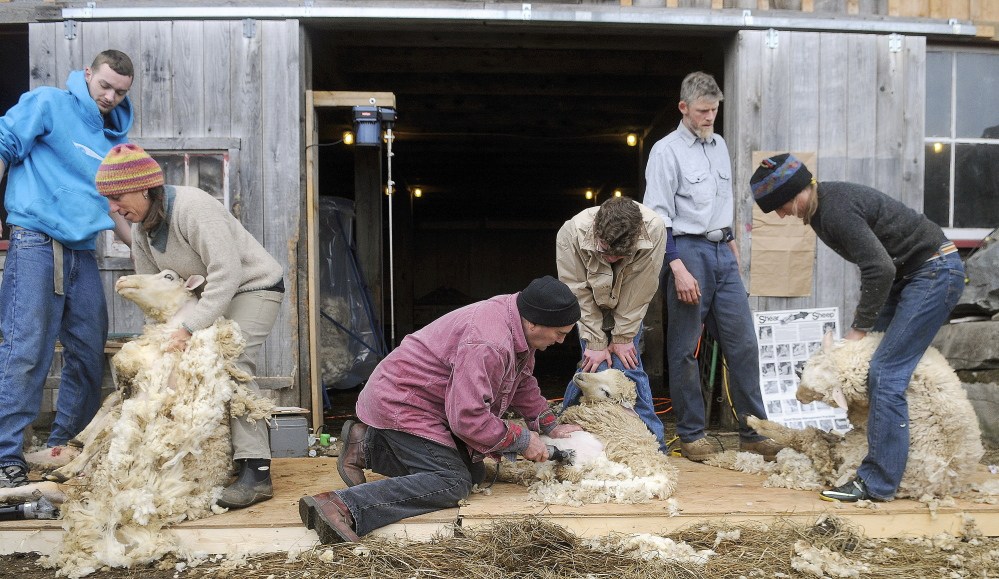 Sheep are positioned to be shorn during a sheep-shearing class held at a farm in Washington on Sunday.
