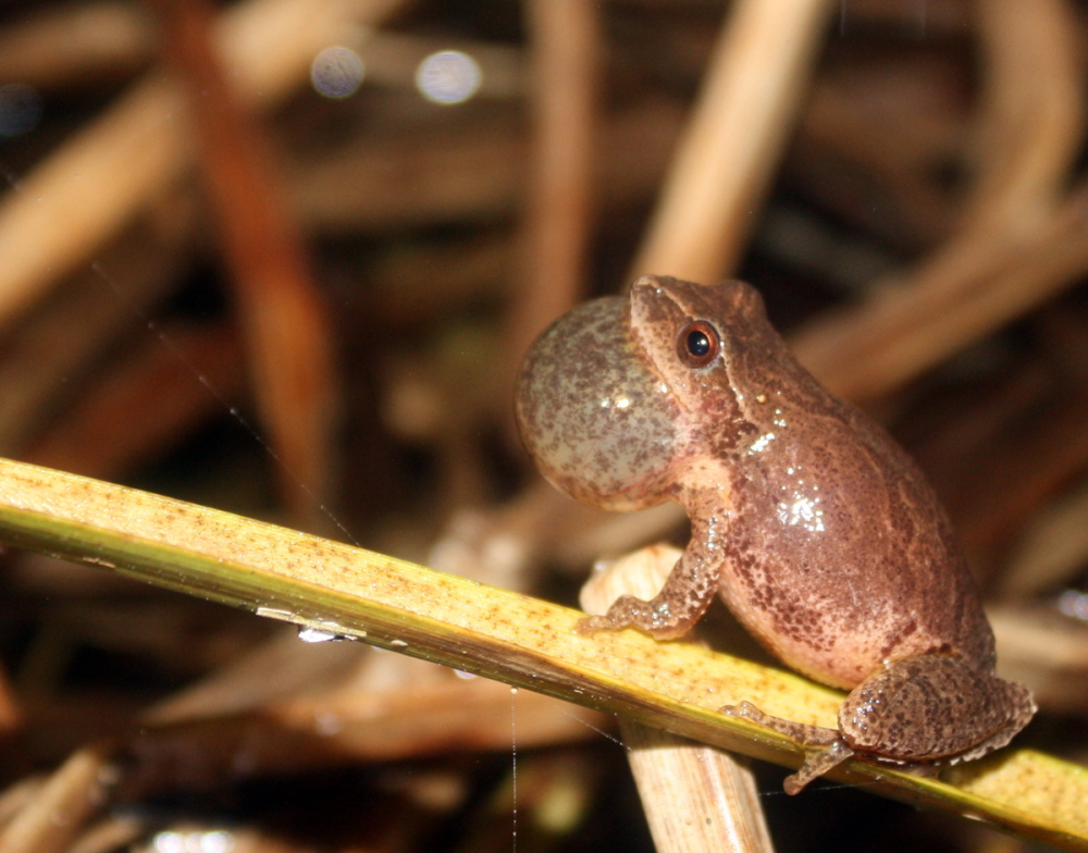 Spring peepers are the earliest in Maine’s chorus of frogs.