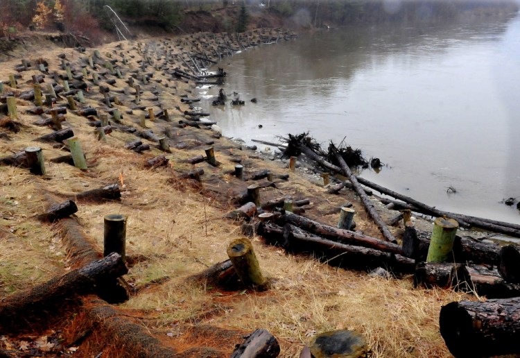 This embankment along the Sandy River near the Whittier Road in Farmington was reinforced recently to reduce erosion. Volunteers will replant the embankment with seedlings because many of the first group planted there didn’t survive.
