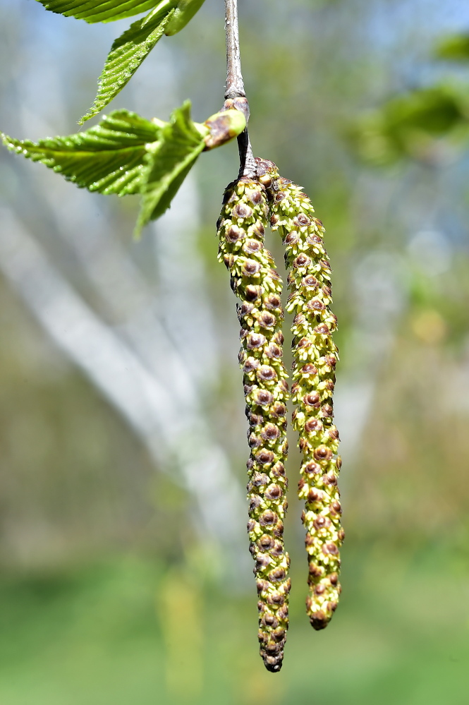 This is the pollen-causing part of the birch tree, according to Jeff Tarling, Portland city arborist.