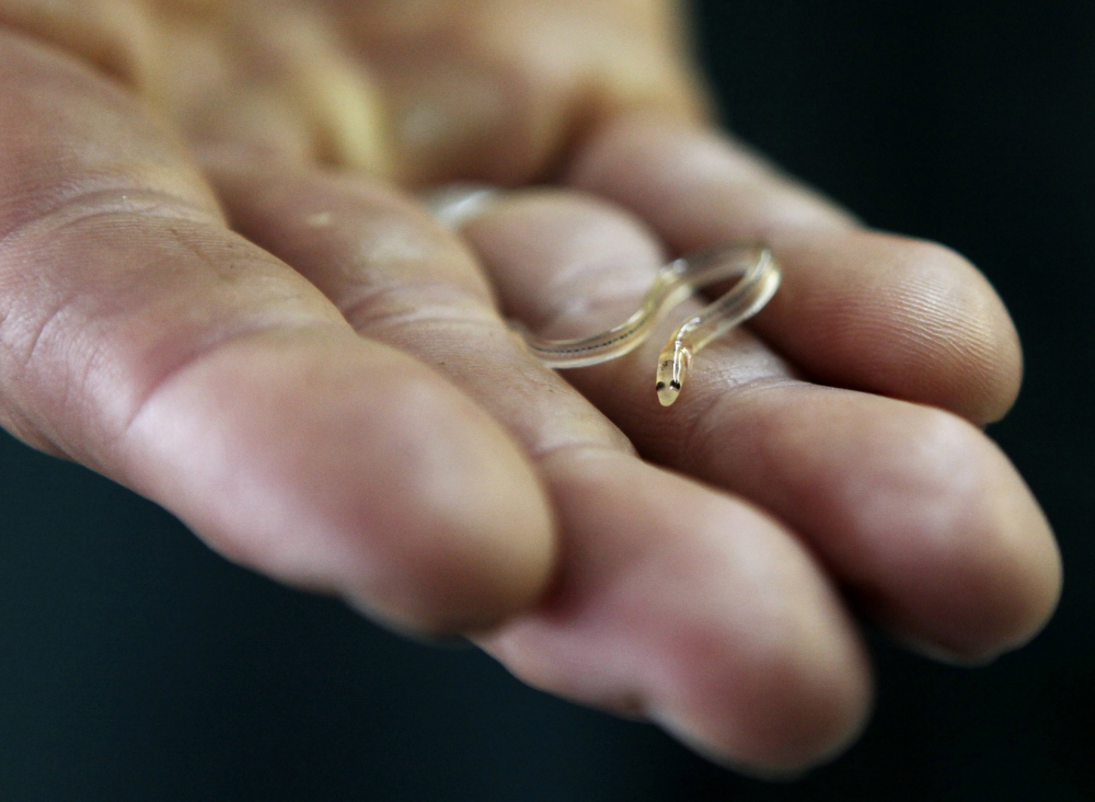 Even with recent a drop in price, the market for baby eels like this one remains strong. The average price paid to fishermen per pound last year was $874.52.