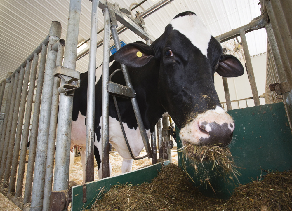 Hay girl, you look good: Pineland Goldwyn Hemi-ET eats her supper. She’s known less formally as Hemi, or by another nickname, the Queen. Her pleasing – and milk producing – physical attributes led Holstein Association classifiers to give her high marks in a recent critique.