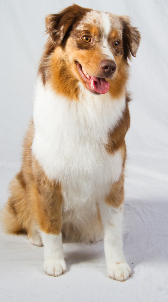 A miniature American shepherd
