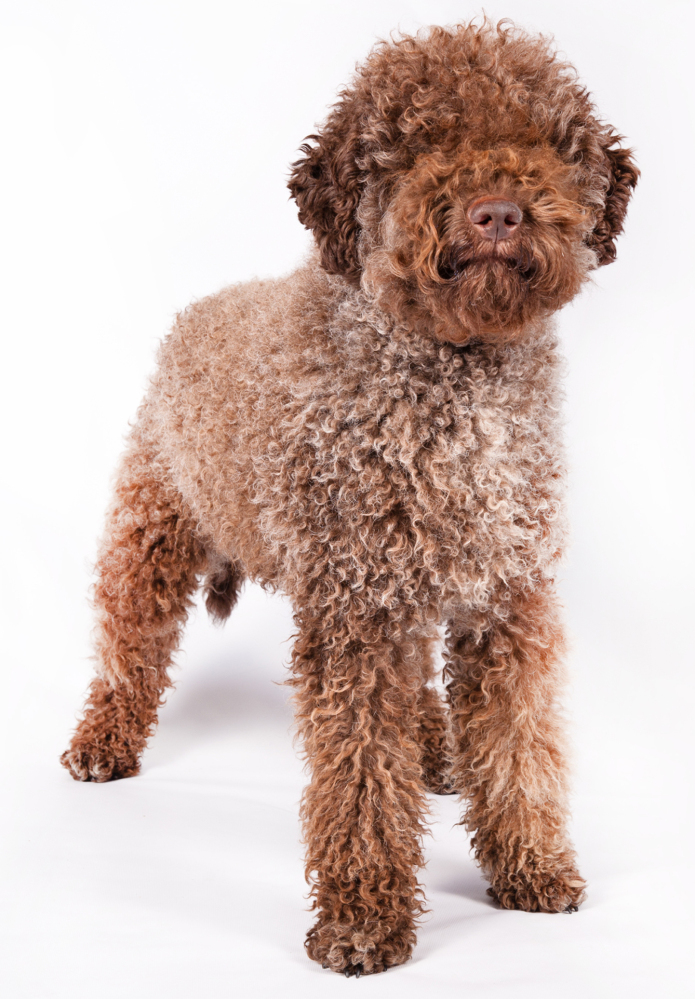 New dog: a miniature American shepherd