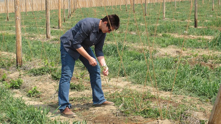 Hop official Ann George handles a hop plant in Moxee, Wash. Spectacular growth in production of craft beer across the U.S. has led to a big growth in the production of hops, a boon for farmers in Washington state’s Yakima Valley where 75 percent of the nation’s hops are produced.