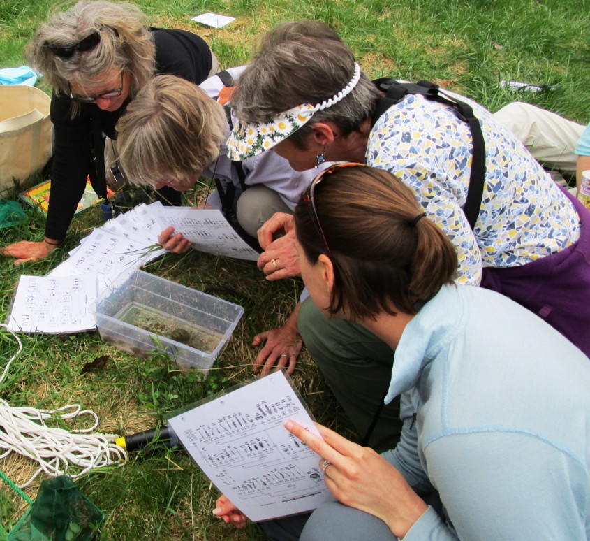 MMNP students, from left, Karen Herold, Cheryl Ring, Ellen Blanchard and Katelin Craven, examine macroinvertebrates.