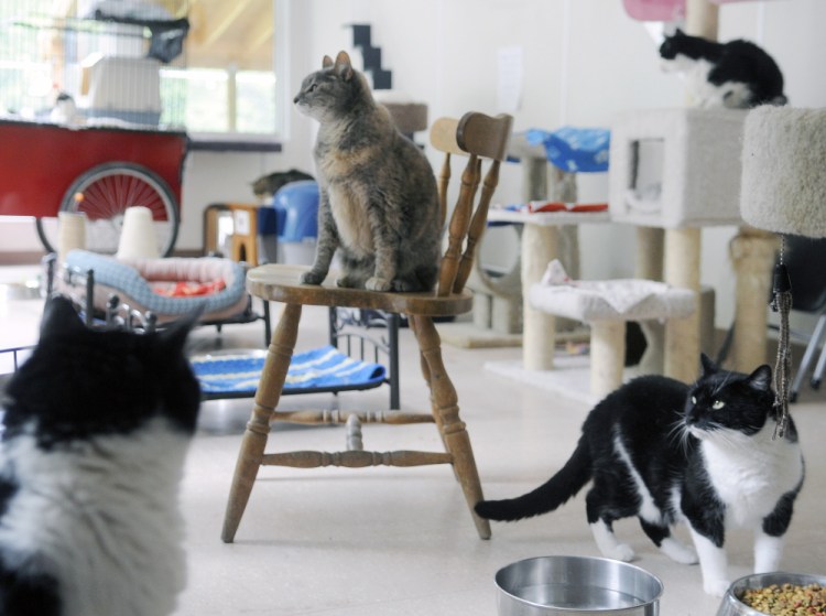 Cats available for adoption at the PALS animal shelter in Winthrop on Tuesday.
