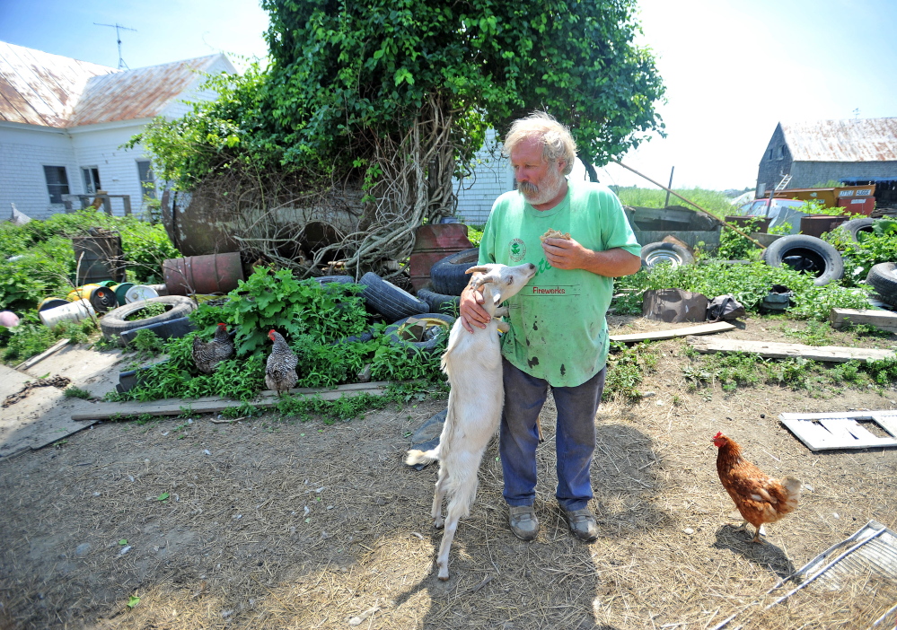 Mark Gould eats a peanut butter sandwich as one of his goats looks for a bite outside his farm in Sidney in July 2014. Gould’s goats escaped the farm several days in a row onto Interstate 95. A year later, more than two dozen animals have been seized from the farm.