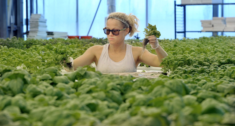 Maine’s local foods economy and interest in sustainability have grown robust over the 10 years since the university system last signed a food services contract.