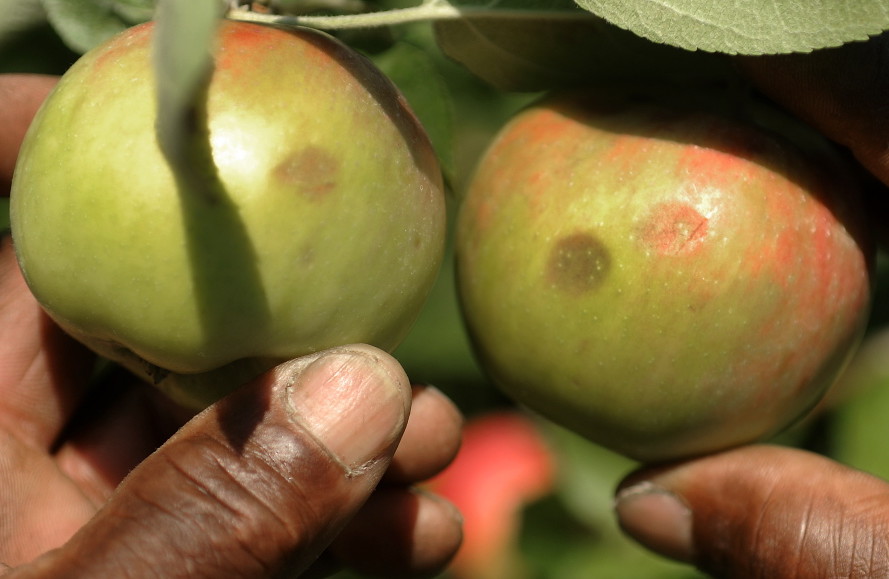 Lakeside Orchards foreman Altamont King holds apples that were bruised by hail last weekend in Manchester.