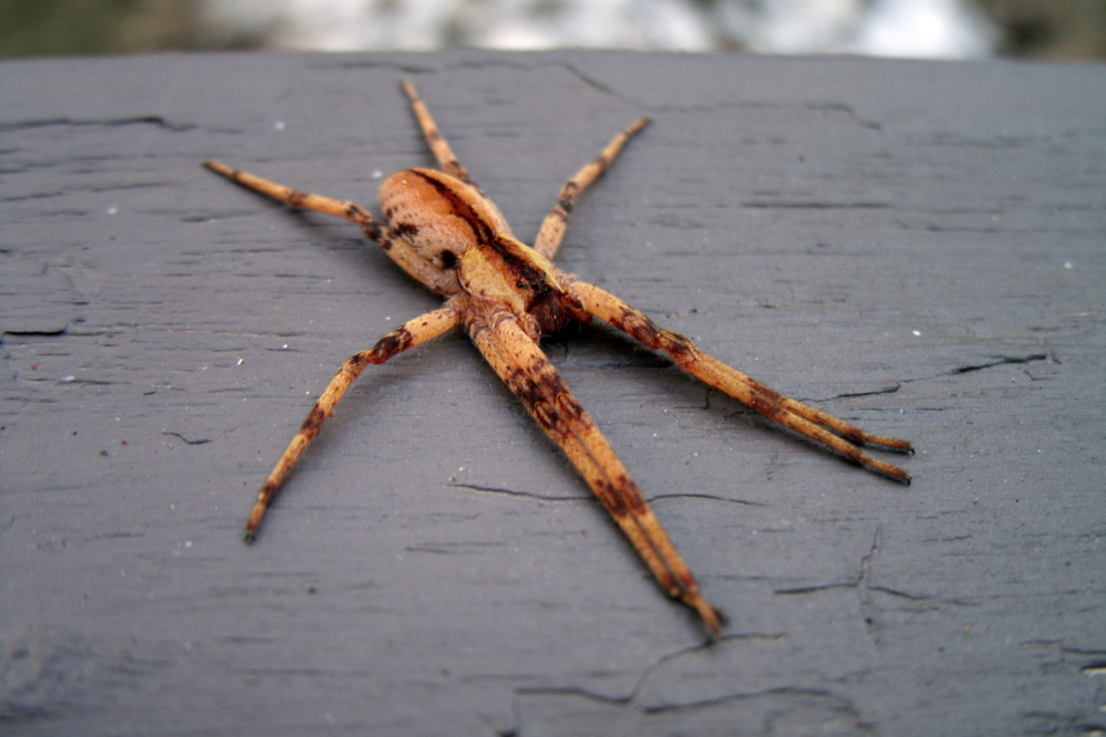 Pisaurina mira nursery web spider on the deck in Troy, April 2014. Probably a female, going by the smaller palps.