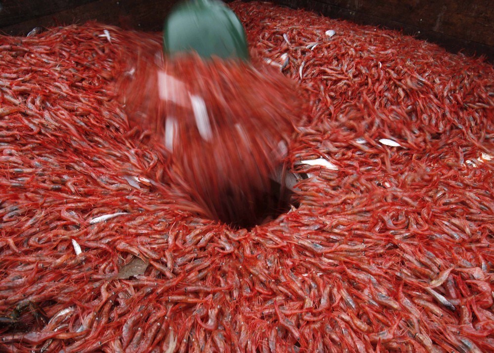 Shrimp are shoveled into a holding chamber aboard a trawler in the Gulf of Maine. Fishing regulators say it’s once again unlikely there will be a season for Maine shrimp in 2016. The fishery has been shut down for a few years due to a collapse of the stock due to warming oceans.