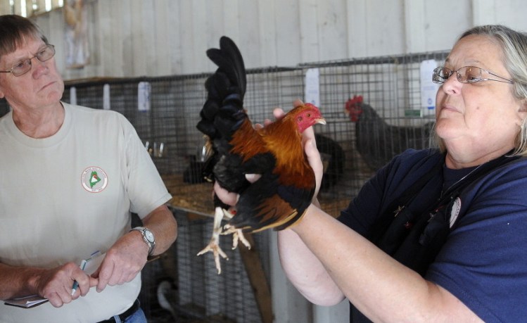 Linda Blackman judges a chicken on Sunday as her husband, Dick, takes notes during the Central Maine Bird Fanciers Club exhibit at the Windsor Fair.