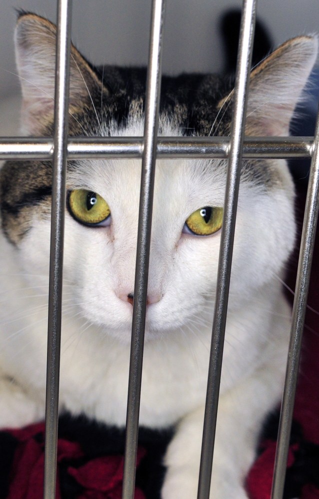 Carlton is one of the cats available for adoption on Tuesday at the Kennebec Valley Humane Society in Augusta.