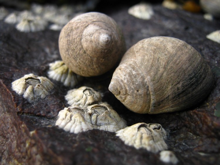 Common periwinkles and barnacles on low-tide rocks in Belfast.