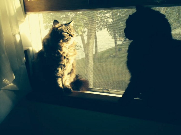 Bitsy, left, and Pip enjoy the sun and the lake, but they can sense it’s almost time to leave the camp for home as summer wanes.