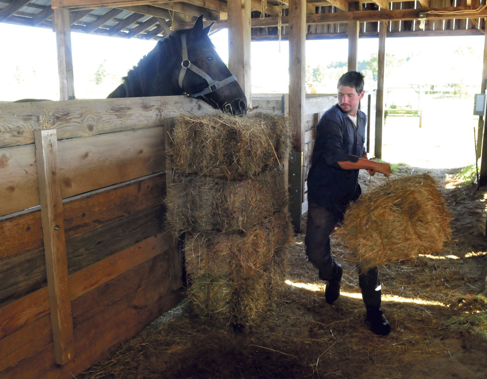 Pheoniix O’Brien fills a stable with bales of hay as one of his draft horses grabs a bite at the Maine Organic Farmers and Gardeners Association site in Unity in preparation for the 39th Common Ground Country Fair, that runs from this Friday through Sunday.