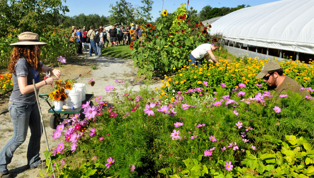 Unity College students from left, Erin Hogan, Caroline Jacobs and Anthony Marra pick flowers at the McKay Farm Research Station in Thorndike as a tour of the farm is conducted for new students on Thursday.