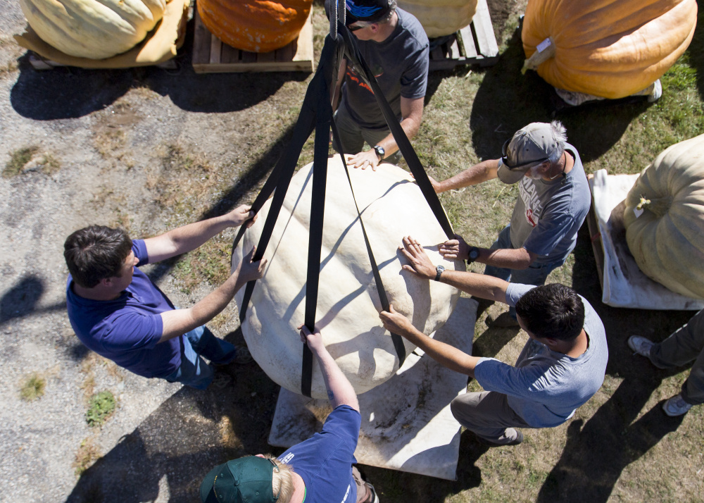 A team of volunteers helps guide a giant pumpkin onto a scale Sunday at the Cumberland County Fair. The mammoth fruit grown by Charlie Lopresti, chief meteorologist for WGME-TV, weighed in at 961 pounds, enough to take second place among the 30 growers.