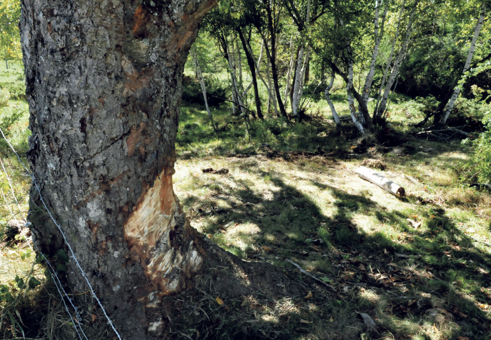 A tree on Raymond Road in Palmyra shows the scars from a Sunday car accident that killed Aimee Lasco, of Hartland. Her two young daughters and a friend suffered minor injuries in the crash.