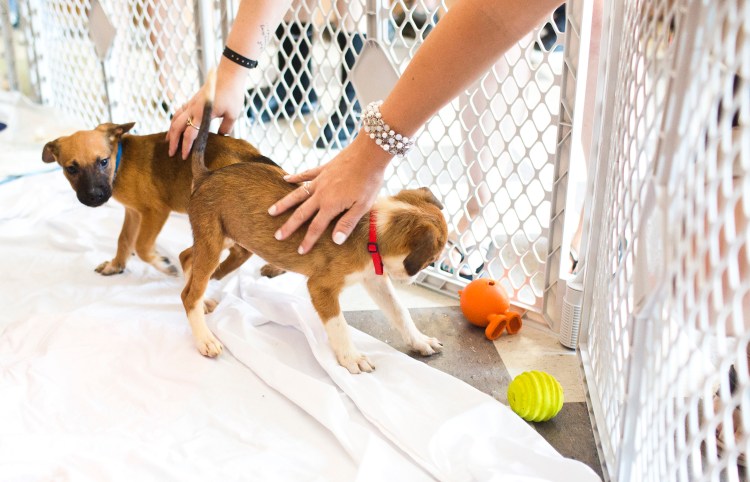 Two of the four puppies that were rescued from a Buxton home and available for adoption Tuesday from the Animal Refuge League in Westbrook. Whitney Hayward/Staff Photographer