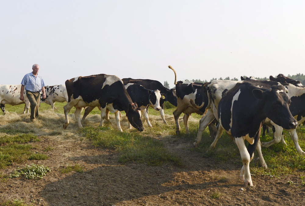 Tim Leary guides cows on his Saco farm Wednesday. He said the loss of the hauler may force him out of the commercial dairy industry. “It leaves me in a rather awkward spot. But I recognize it’s a long route and not much milk,” he said.