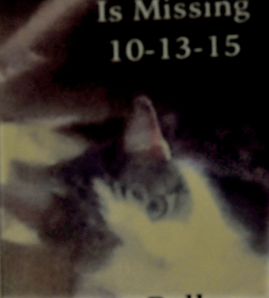 A missing cat flier with an image of cat Dracula that owner Kathy LaCroix is posting near her home in Clinton, where the cat has been missing for two weeks.