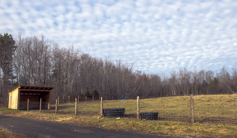 The pasture where Daria Goggins’ pet Holsteins lived for 10 years was empty Saturday. She found the pair shot dead Friday afternoon.