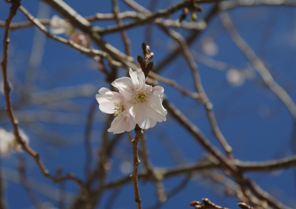 Flowers bloom on a cherry tree in front of City Hall on Friday. Trees that bloom now will be less showy in spring, said Jeff Tarling, Portland city arborist.