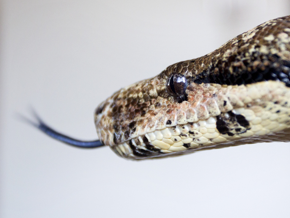 Hades, a red-tailed boa