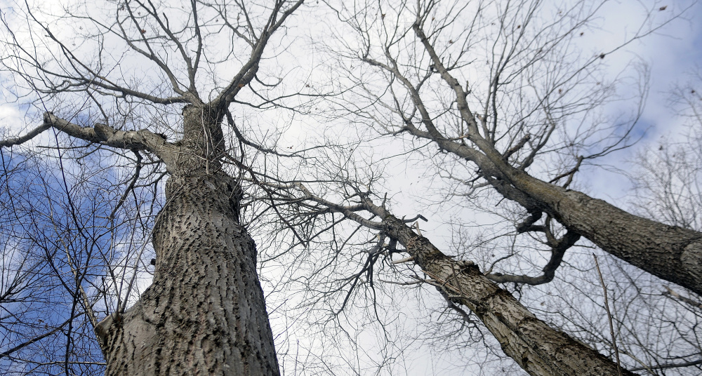 Mature hardwood trees on Wednesday at the new 72 acre parcel in Winthrop the Kennebec Land Trust recently acquired in the Mount Pisgah conservancy.