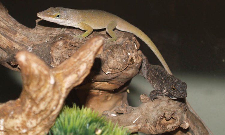 Green anole lizards range across the American Southeast. They're generally about five to eight inches  long and are able to change color from bright green to browns and grays. University of Michigan Museum of Zoology photo