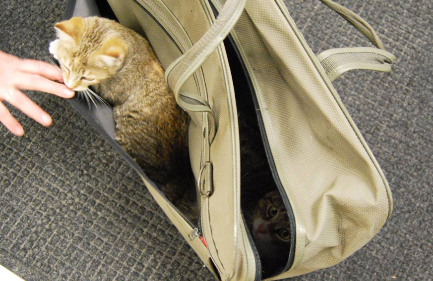 A kitten is lifted out of a suitcase compartment as a cat, believed to be its mother, peers from inside at the Franklin County Animal Shelter Monday. The suitcase with with cats was left on the front porch of the shelter before it opened Monday.