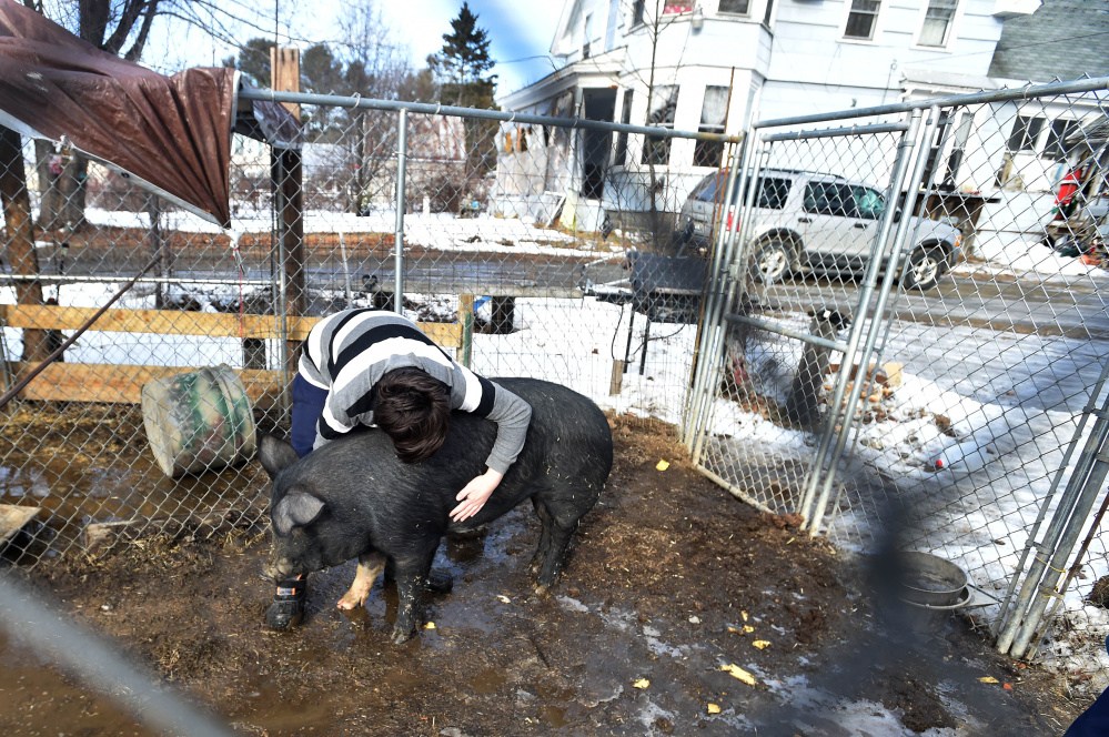 Alexzander Hand, 13, hugs his pig, Oinker, at his family’s home in Madison on Friday. The family has been fined $15,000 for violating the town’s property maintenance ordinance, which was the subject of a public hearing Monday night.