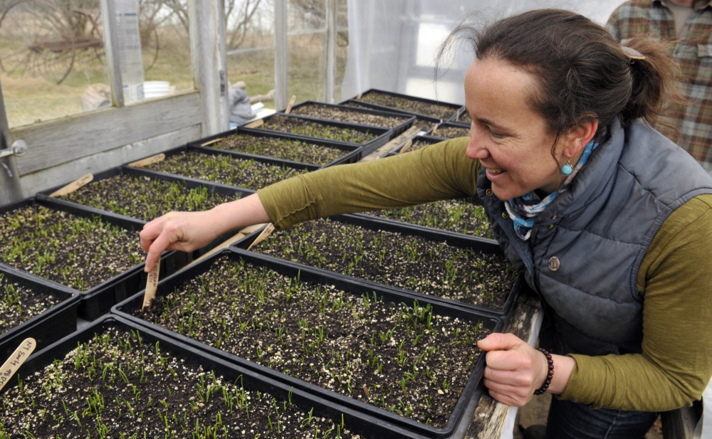Dalziel Lewis, of Dig Deep Farm, looks over onion seedlings in a greenhouse on Friday in South China.