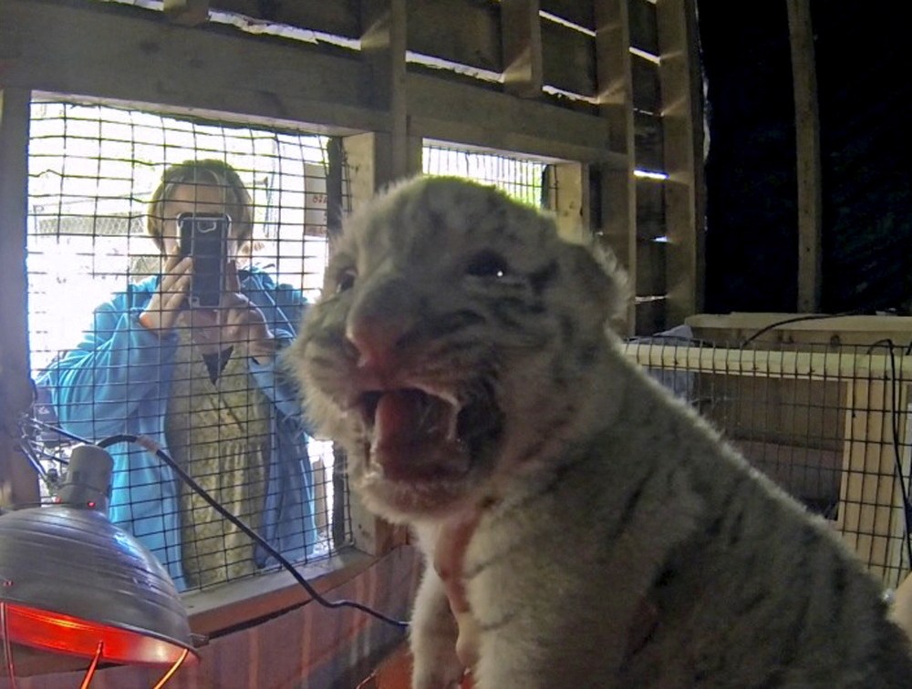 Vistitors to DEW Haven get a look at a tiger cub in June 2014. A documentary film featuring the Mount Vernon animal sanctuary won’t be shown at Railroad Square Cinema in Waterville after Mother Jones magazine reported animal welfare violations at the sanctuary. The documentary was scheduled for next week.