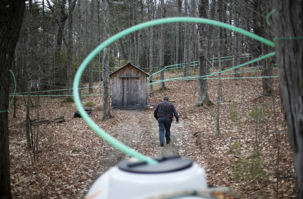 Lyle Merrifield, president of the Maine Maple Producers and a 30-year industry veteran, walks among his maple trees Wednesday in Gorham. “What we’re looking at right now is a little too warm,” he said.