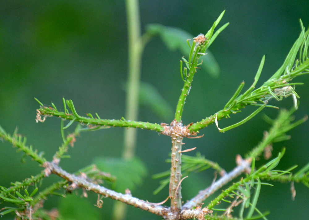  A denuded fir tree shows the effects of an infestation of spruce budworm and looper caterpillars. The Associated Press