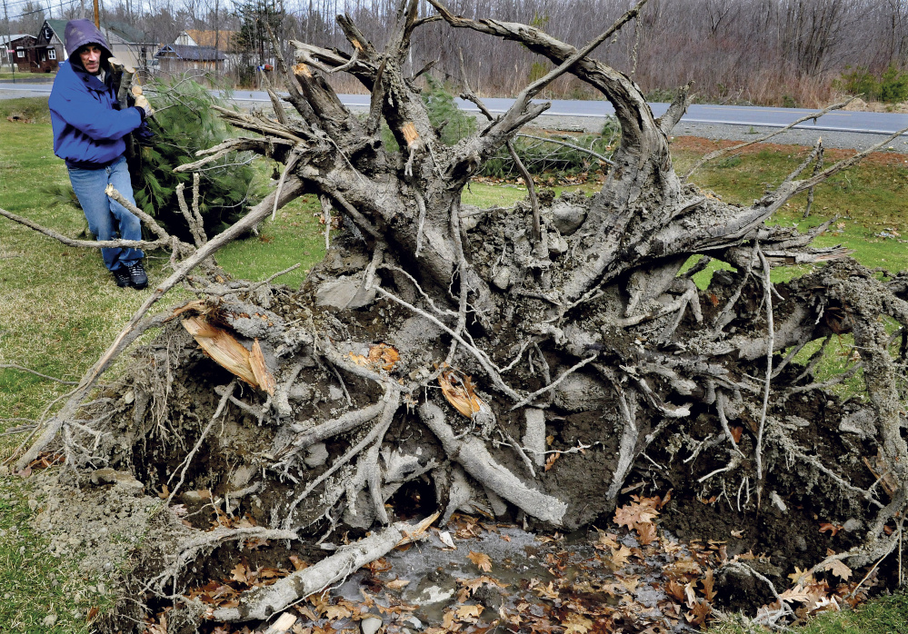 Richard Foster Monday carries limbs near the uprooted base of a tall pine tree that was blown down by wind during storm on Sunday near his home in Benton. Foster said he and his neighbor are lucky the tree fell toward Route 139 and not on their nearby homes.