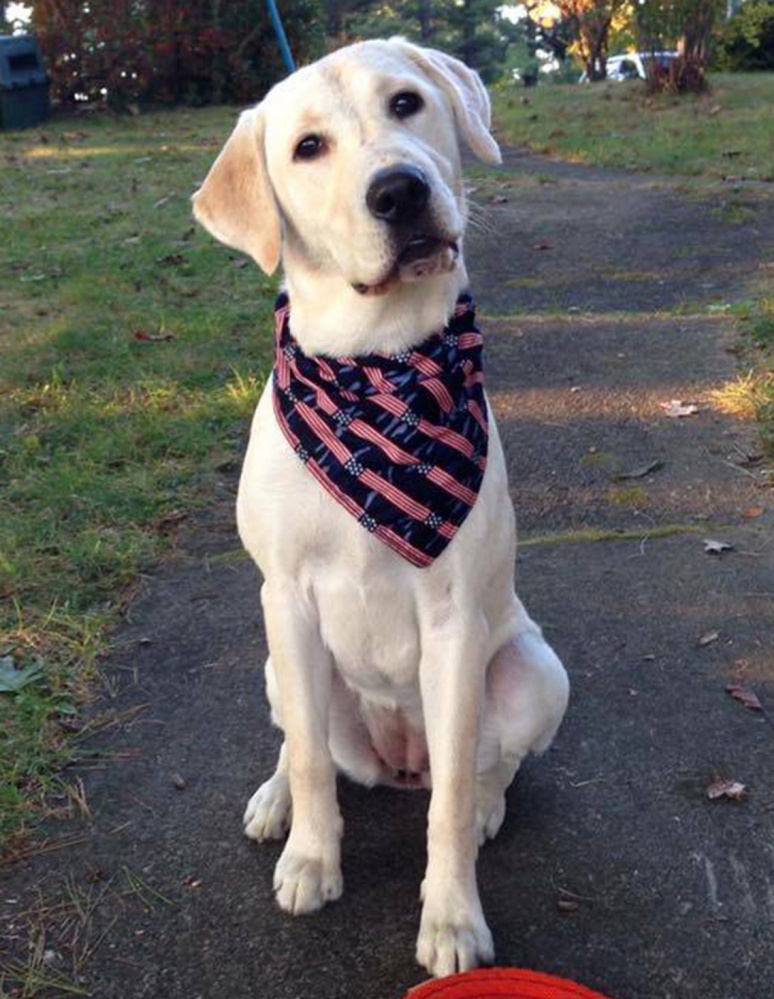 Lexi, a 2-year-old Labrador retriever, was hit and killed last week by a car in Winthrop.