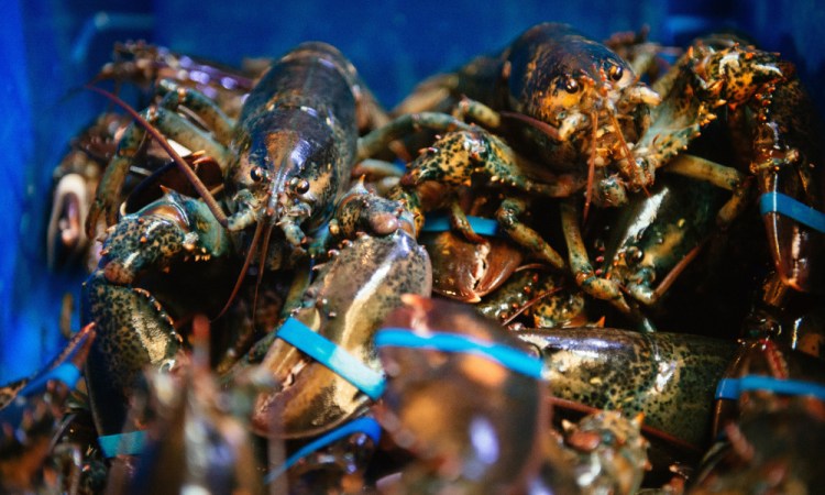 North American lobsters, also known as Maine lobsters, crowd a food bin at the Burger & Lobster restaurant in Stockholm, Sweden. 