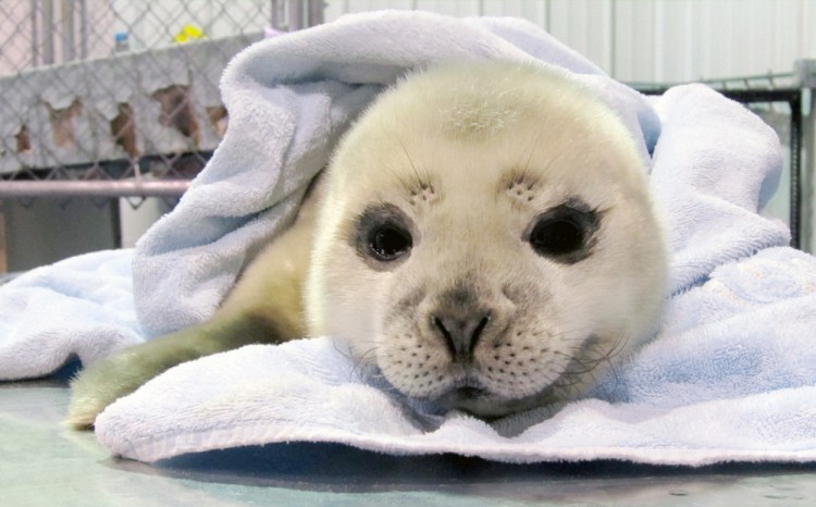 Marine Mammals of Maine recently treated this harbor seal pup at its new triage center in Harpswell. The baby seal was transferred to an out-of-state rehabilitation center last week. 