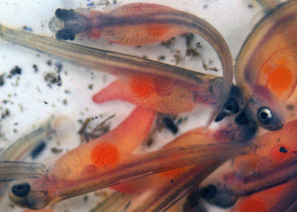 Atlantic salmon alevin swim Monday in a bucket before being released into Bond Brook in Augusta by Messalonskee High School students.