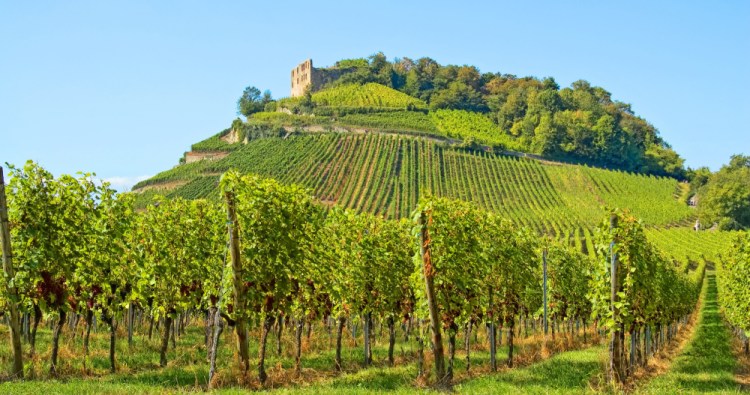 Scheurebe could go from being an outcast in the wine world to being one of the cool kids.