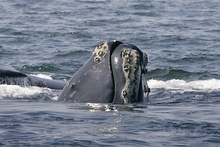 A right whale peers up from the water in Cape Cod Bay near Provincetown, Mass. The National Oceanic and Atmospheric Administration has designed a mobile phone app to help mariners steer clear of endangered whales.