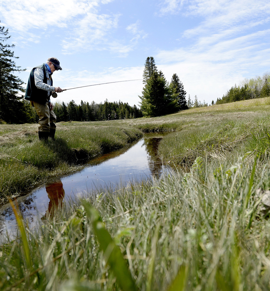 Steven DeWick of Woolwich inspects a tributary while hunting in the Schoodic Peninsula area for remote streams with sea-run brook trout.