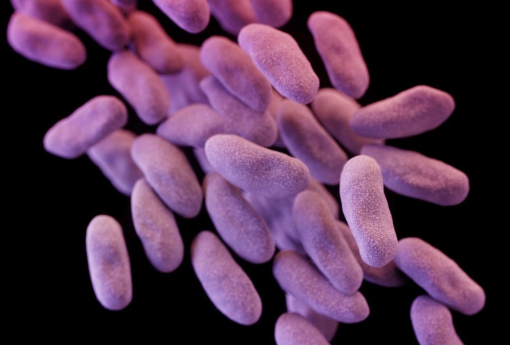 CRE, a family of bacteria.
